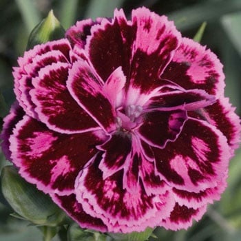 Карамфилът в парфюмерията